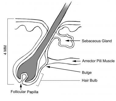 Anatomy of the hair follicle. 