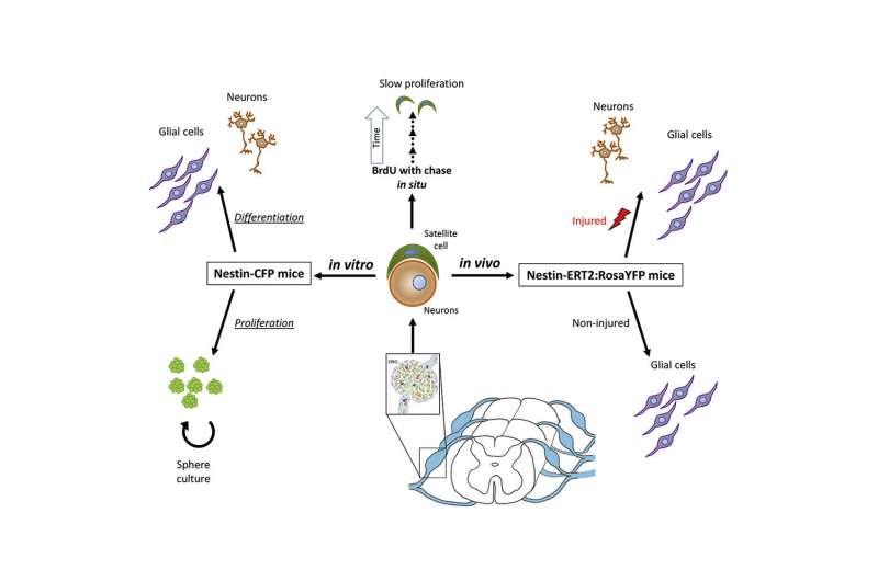 Stem cells may help replace lost sensory neurons