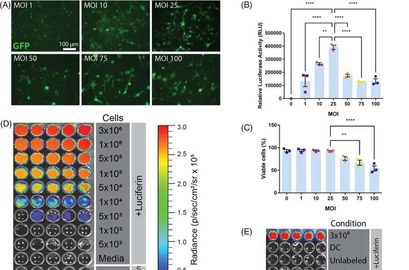 Monoclonal antibodies preserve stem cells in mouse brains, bring promise for future studies