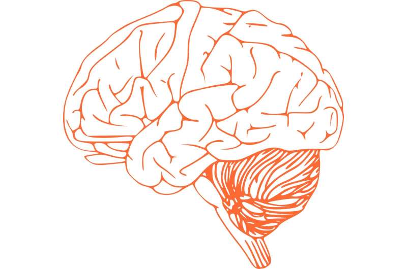 brain and spinal cord