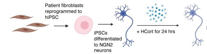 Stem cell study reveals how neurons from PTSD patients react to stress 