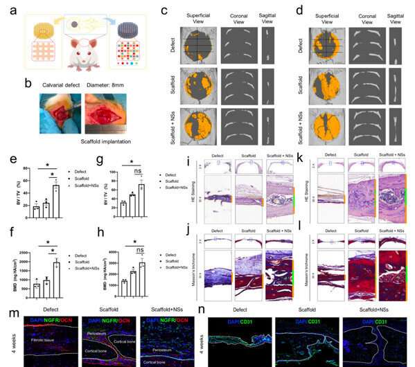 Msx1+ stem cells recruited by bioactive tissue engineering graft for bone regeneration