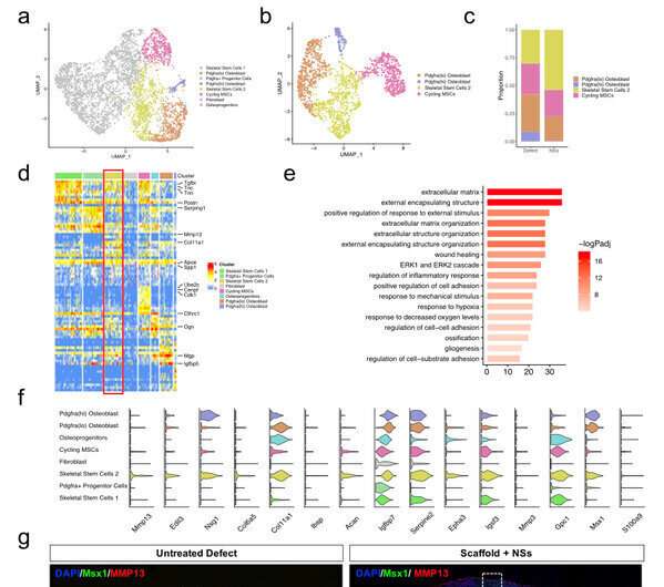 Msx1+ stem cells recruited by bioactive tissue engineering graft for bone regeneration