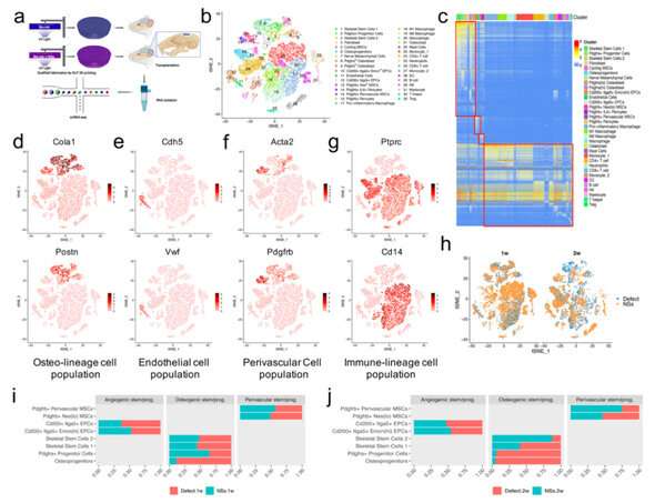 Msx1+ stem cells recruited by bioactive tissue engineering graft for bone regeneration