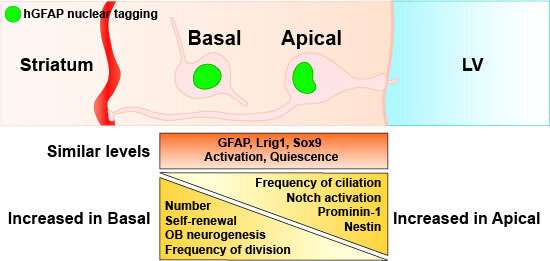 Team discovers second stem cell type in mouse brain 