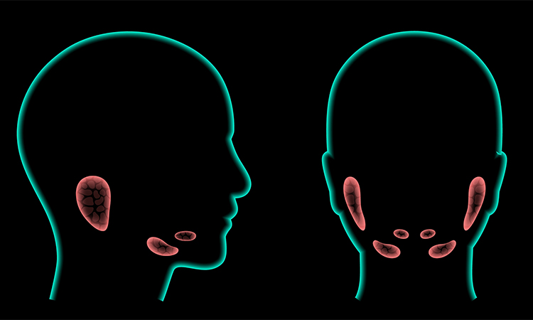 Salivary gland in human mouth. Parotid, submandibular, and sublingual glands. Produce of saliva through a system of ducts. Xerostomia oral disease anatomical poster. Medical 3d vector illustration.