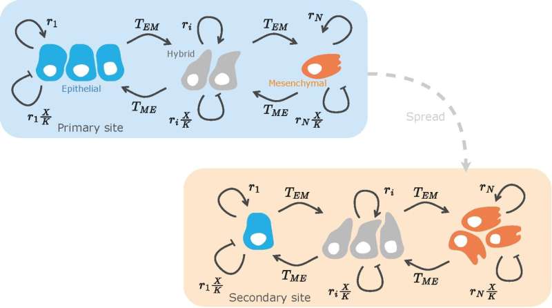 The effect of the phenotypic plasticity of cancer cells and how to exploit it