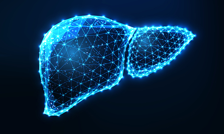 Drug development in stem cell-derived liver organoid models