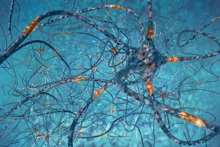 Connections between nerves and stem cells may be essential for function