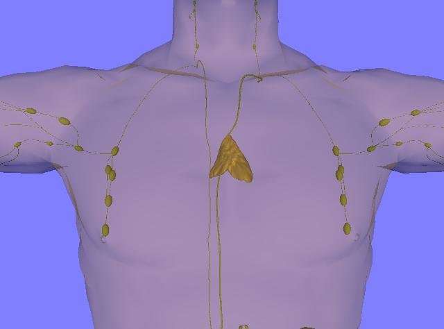 The chest of an adult, showing the location and size of the adult thymus. Credit: LearnAnatomy/Wikipedia/CC BY 3.0