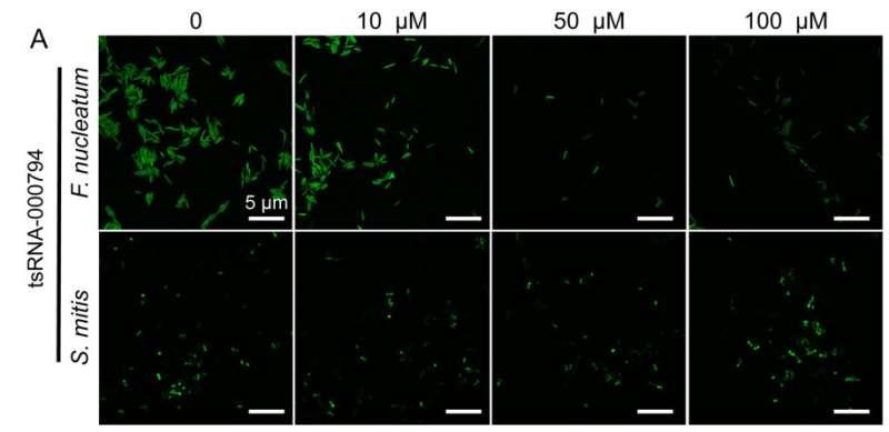 Gram negative F. nucleatum-induced host-generated tsRNA inhibits the growth of F. nucleatum (top row) but not Streptococcus mitis (bottom row). Credit: University of California, Los Angeles