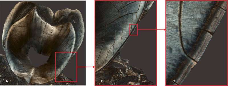 Panel A is a longitudinal section of the maxillary second molar of a 35-year-old female who had children at ages 19 and 24. Panel B is a zoomed-in section of Panel A. Panel C reveals, at left, the dentine, covered, at right, by the cementum, which presents two distinct darker "rings" that correspond to the two reproductive events. Credit: Paola Cerrito