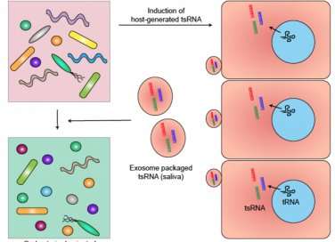 A hallmark of periodontal disease is a shift from Gram-positive species dominated healthy microbial community to Gram-negative bacteria dominated disease associated (dysbiotic) community. tsRNAs may represent a mechanism evolved in the host to suppress the growth of Gram-negative bacteria to maintain health. Credit: UCLA