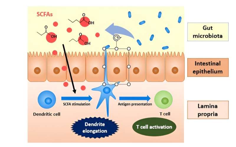 A recent study by Okayama University researchers found that short-chain fatty acids produced by intestinal bacteria trigger the extension of the dendrites of dendritic cells by inhibiting an enzyme known as histone deacetylase. This results in a stonger immune response. Credit: Dr. Kazuyuki Furuta from Okayama University, Japan