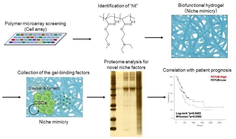 Some soluble factors are identified as binding with a niche mimicry of cancer stem cells, whose expression have significant correlations with patients' prognosis. Credit: Department of Stem Cell Regulation, TMDU