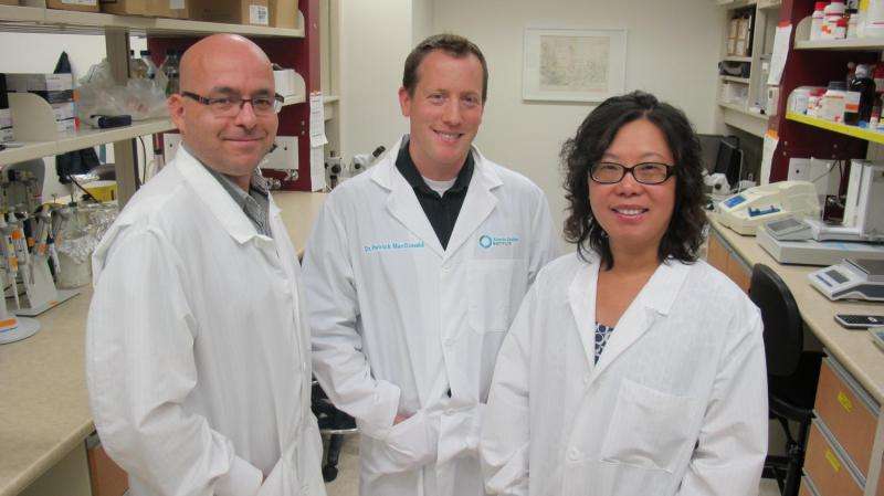 Patrick MacDonald (center) is shown with study co-authors Mourad Ferdaoussi and Xiaoqing Dai. Credit: Faculty of Medicine & Dentistry, University of Alberta