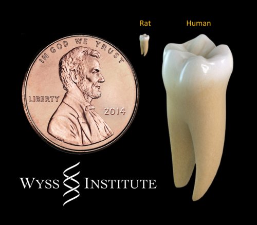 These tooth models show the relative size comparison of a human tooth versus a rat tooth -- to give an idea of the technical challenges involved with performing dentistry on such a small scale. NOTE: The small "rat tooth" is not an actual rat tooth but rather a resized human tooth. Credit: James Weaver, Harvard's Wyss Institute