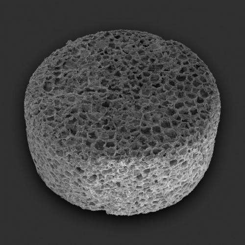 Scanning electron microscopy images of a polymeric scaffold used for 3D cultures. Credit: Arany PR et al.