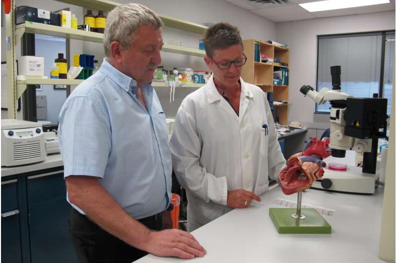 Study co-authors from the University of Alberta, Marek Michalak and Jody Groenendyk, examine a model of the heart. Credit: University of Alberta