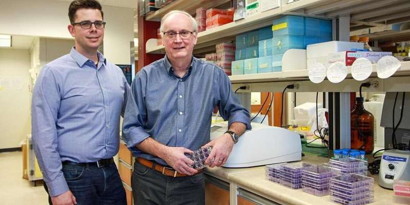 U of A virologist David Evans (right) and research associate Ryan Noyce are teaming up with US-based Tonix Pharmaceuticals to develop and test a vaccine against COVID-19, targeting the 'spike' protein the coronavirus uses to enter cells and cause infection. Credit: Melissa Fabrizio