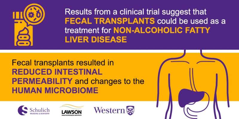 Fecal transplants show promise as treatment for non-alcoholic fatty liver disease. Credit: Lawson Health Research Institute