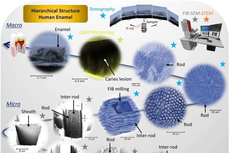 Hierarchical structure human enamel. Credit: Professor Alexander Korsunsky, Trinity College, Oxford