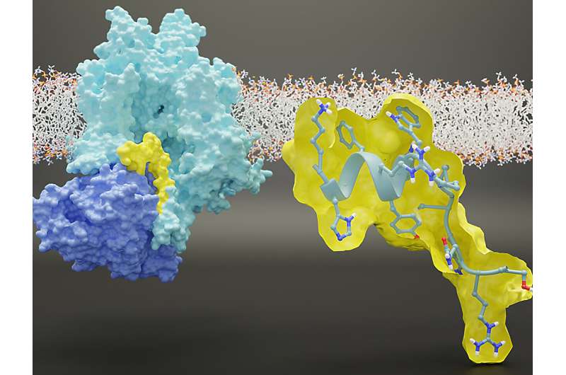 An artistic representation of the interaction between the NaV1.7 sodium ion channel and collapsin response mediator protein 2 (CRMP2). The researchers identified a unique regulatory sequence in NaV1.7 that is required for NaV1.7 function. They found that this peptide disrupted the interaction with CRMP2 and reduced excitability in sensory neurons. The researchers then showed that this peptide relieved pain in animal models, demonstrating that this interaction can be targeted to ameliorate chronic pain. Credit: Samantha Perez-Miller and Rajesh Khanna (New York University)