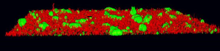 Photograph of c=bacterial biofilm in the absence of inhibitory compounds. Credit: UofL