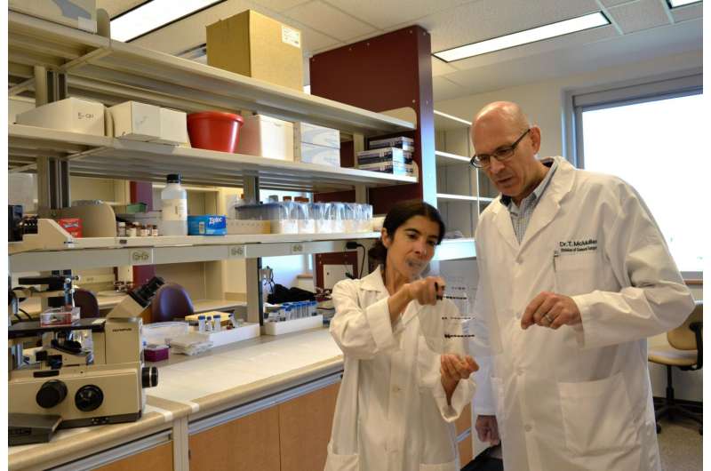 Todd McMullen discusses ongoing research with an associate in his lab at the University of Alberta. Credit: Melissa Fabrizio