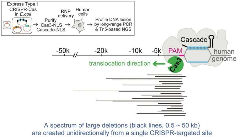 New DNA 'shredder' technique goes beyond CRISPR's scissors