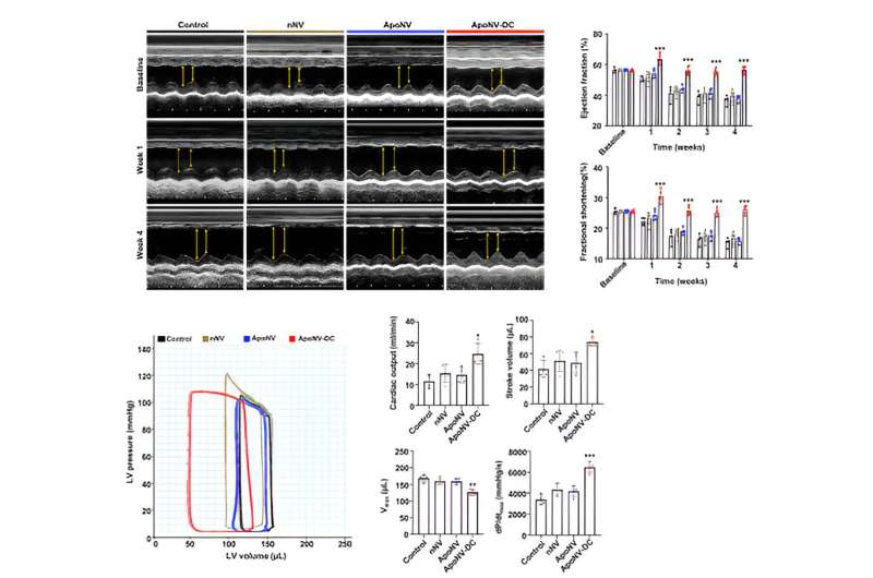 Myocardial infarction, the number one cause of sudden death, may be treated by modulating the immune response.