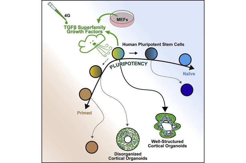 Making lab-grown brain organoids 'brainier'