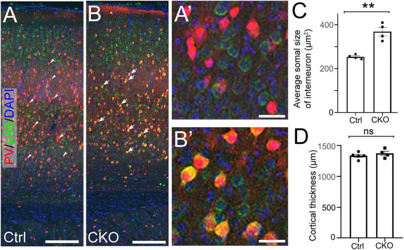 Depdc5 deletion in interneurons does not cause seizures. (A, B) Representative images of anti-pS6 (green) and anti-PV (red) co-immunohistochemistry staining on P21 brain coronal sections from control (A) and Nkx2.1-Cre; Depdc5 CKO mice. Compared to control PV+ interneurons (arrowheads in A), Depdc5 KO PV+ interneurons (arrows in B) show significantly increased immunoreactivity of pS6 (yellow). (A' and B′) Are higher magnification images. (C) Quantification shows that cortical PV+ interneurons in Nkx2.1-Cre; Depdc5F/F CKO mice have an enlarged soma size (n = 4 in control and CKO groups, student t test, p 