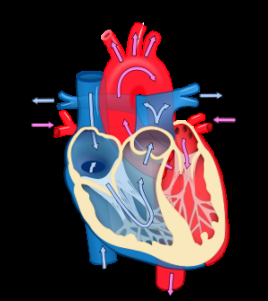 Heart diagram. Credit: Wikipedia