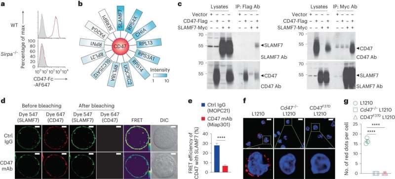 Discovery of an antibody that stimulates the immune system to eliminate cancer cells