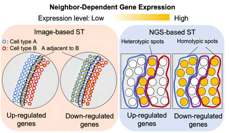 When cells touch, their genetics change: A new front in understanding cancer