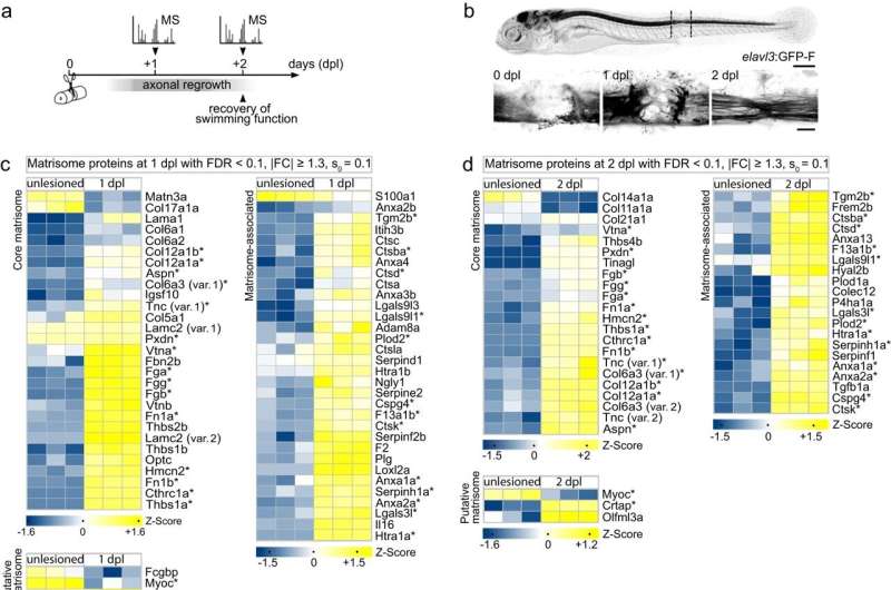 Deciphering the secrets of spinal cord regeneration protein by protein