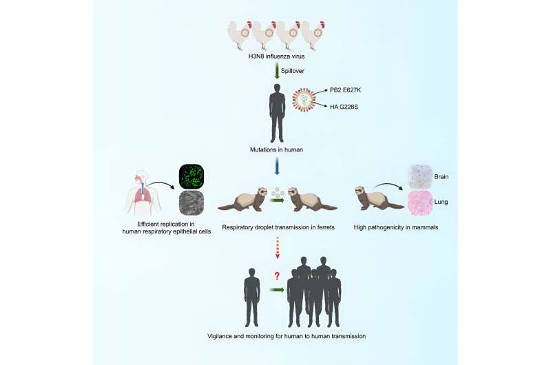 Study: Bird flu is undergoing changes that could increase the risk of widespread human transmission