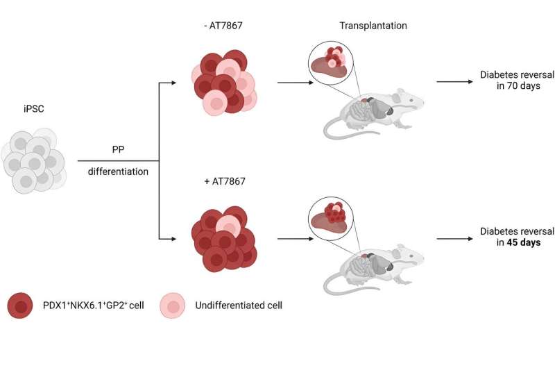 New process produces purer, safer pancreas stem cells for potential transplant