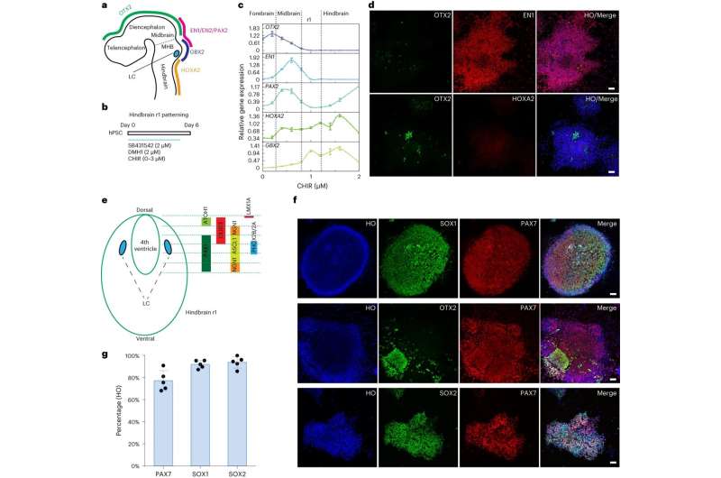 Scientists produce human norepinephrine neurons from stem cells