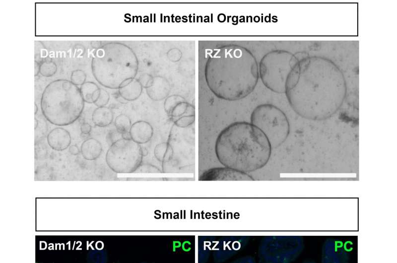 Decoding cell fate: Key mechanism in stem cell switch identified