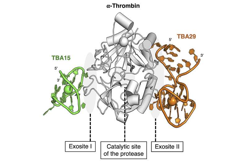 A new DNA drug to fight blood clots—a potential new and less risky treatment for thrombosis