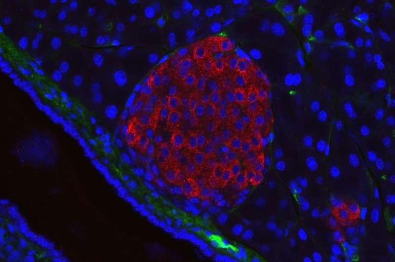 pancreatic islet