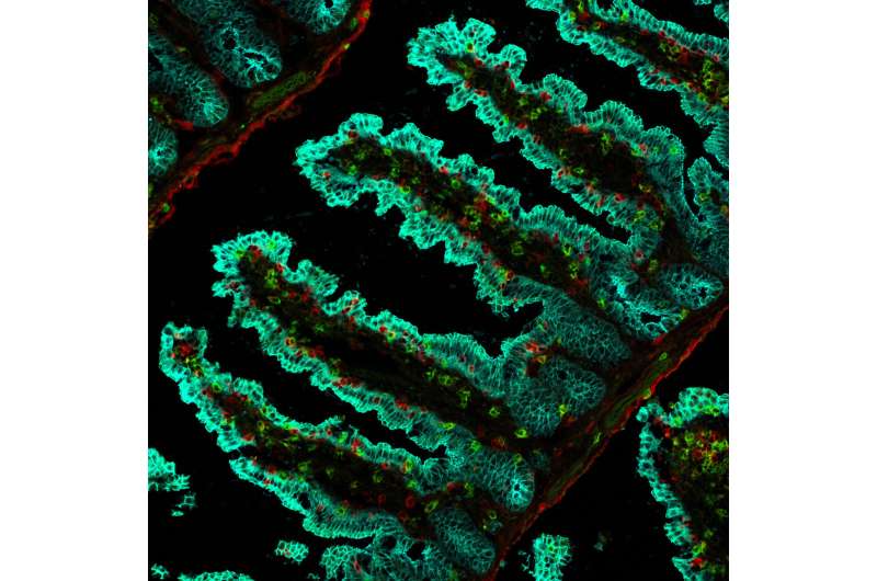 Enhancing immune defenses: researchers unveil the secrets of specialized T cells to conquer tumors