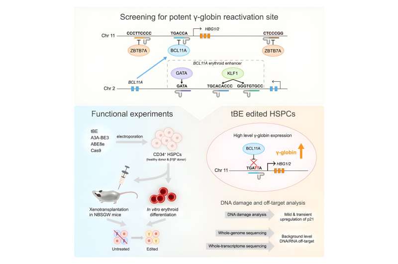 Reactivating silenced fetal hemoglobin genes could counter sickle cell–related diseases