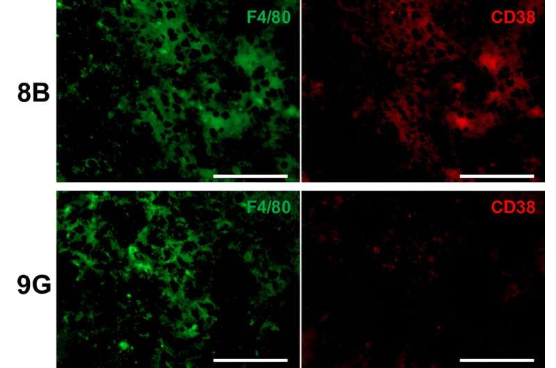 Cancer stem cells trigger macrophage aging