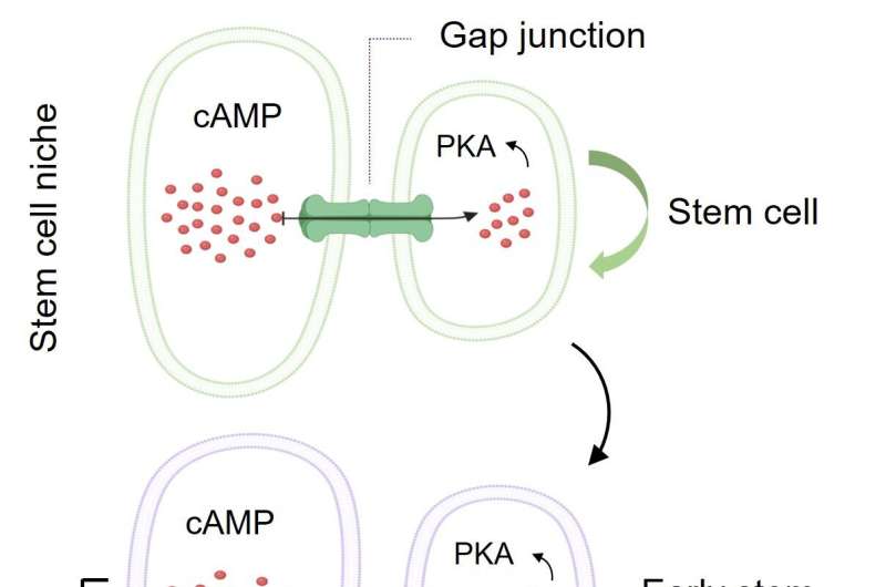 HKUST researchers find how stem cell niche guides differentiation into functional cells, significant step towards stem cell ther