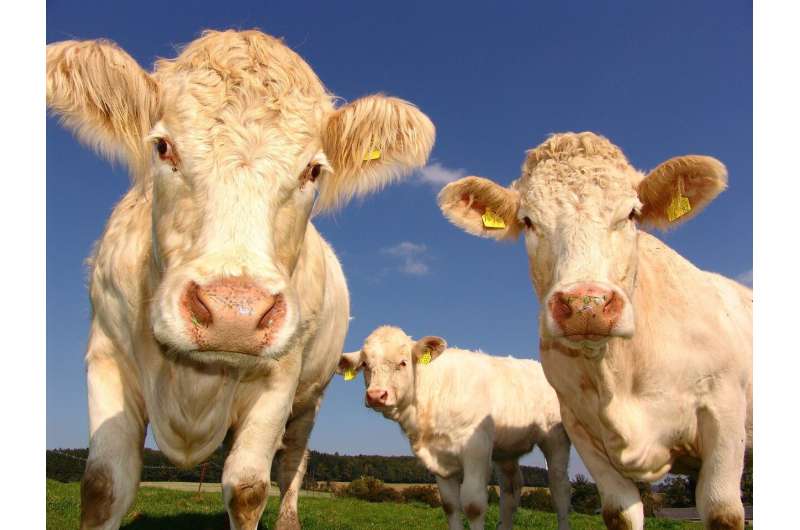 Stem-cell breakthrough could preserve diverse livestock breeds 