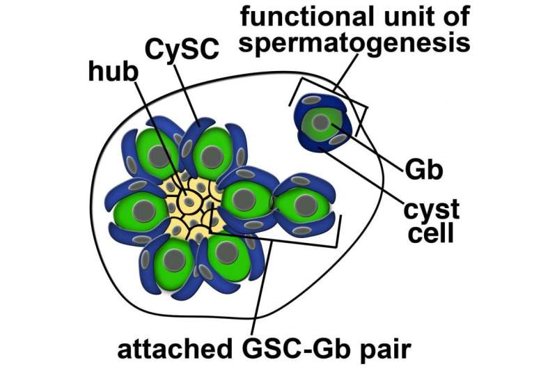 Fruitfly sperm cells reveal intricate coordination in stem cell replication