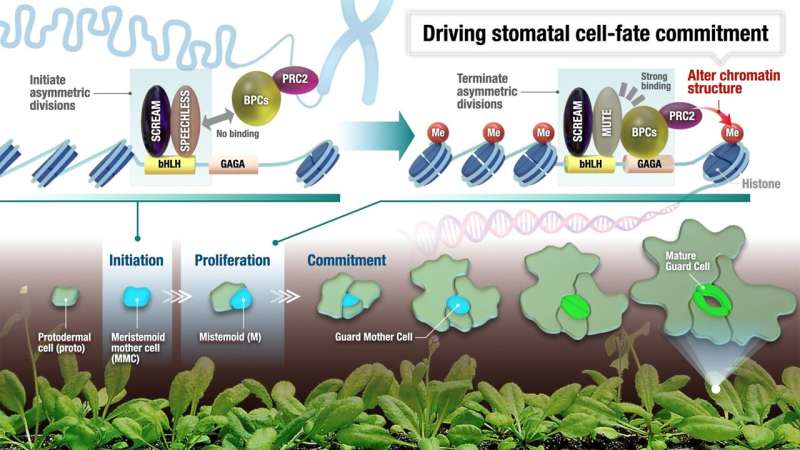 Unlikely pairs of DNA elements and regulator proteins make small plant stem cells destined to become stomata 